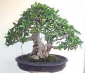 love green bonsai