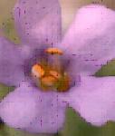 Purple Orchid Porduction
