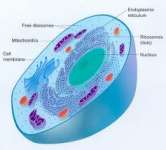 Cell Science