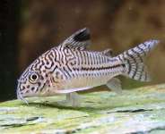 IKAN HIAS CORYDORAS STARBAY 