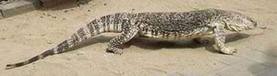 INFORMASI BIAWAK