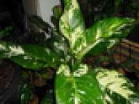 AGLAONEMA, CHINESE EVER GREEN