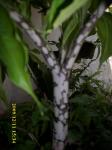 Amorphophallus Campanulatus, Familia: Araceae  Indonesian=Suweg >>SMS=0858-763-89979 >>SMS=081-901-389-117 >>Email=BudimanBagus01@yahoo.com
