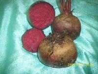 BEETROOT- BIT (BETA VULGARIS L.) Famili= Chenopodiaceae  >>SMS=0858-7638-9979 >>SMS=081-32622-0589  >>SMS=081-901-389-117 >>Email=BudimanBagus01@yahoo.com