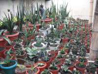 sansevieria