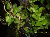 BINAHONG >>Anredera cordifolia (Ten.) Steenis >>SMS=0858-7638-9979  >>SMS=081-32622-0589 >>SMS=081-901-389-117 >>Email=BudimanBagus01@yahoo.com