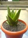 Aloe mitriformis variegata