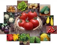 Produk Pupuk Organik Pertanian /Agricultures-Organic Fertilizer
