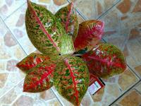 AGLAONEMA TERJUAL (SOLD OUT)