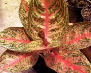 Aglaonema Lokal