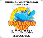 LOBSTER AIR TAWAR WALKAMIN REDCLAW AUSTRALIA