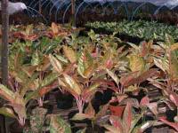 Aglaonema Non Lokal