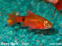 IKAN HIAS BARBIR / ROSY BARB 