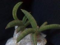 Sansevieria NOT VARIGATA.