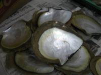 Kulit Kerang Mutiara Laut