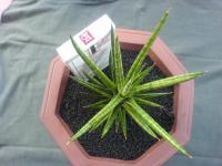 SANSEVIERIA VARIGATA TERJUAL