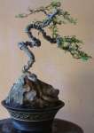 Bakalan bonsai