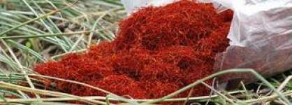 Saffron Spices