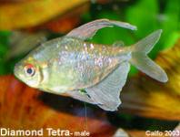 IKAN HIAS DIAMOND TETRA