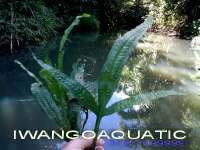 Tanaman aquascape/Aquatic plant 