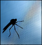 Insect Screen