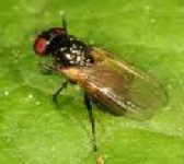 Lalat Rumah (Musca Domestica)