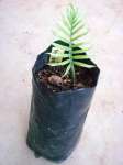 Cycad