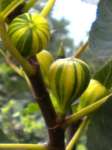 pohon buah tin/ara/figs