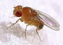 Lalat Mimik (Drosophila sp.)