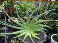 SANSEVIERIA