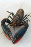 Penjualan Udang Hias Lobster dan Konsumsi