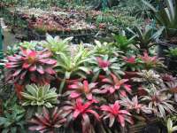 Bromelia