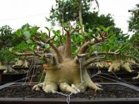 Adenium Thai Arabicum 