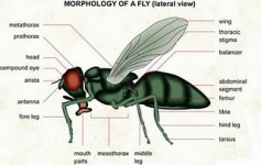 MORPHOLOGI LALAT DI INDONESIA