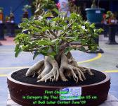 Adenium Thai Soco