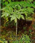  Amorphophallus Oncophyllus Prain ,Indonesian=Porang ,Familia=Araceae >>SMS=081-32622-0589 >>SMS=081-901-389-117 >>Email=BudimanBagus@yahoo.com